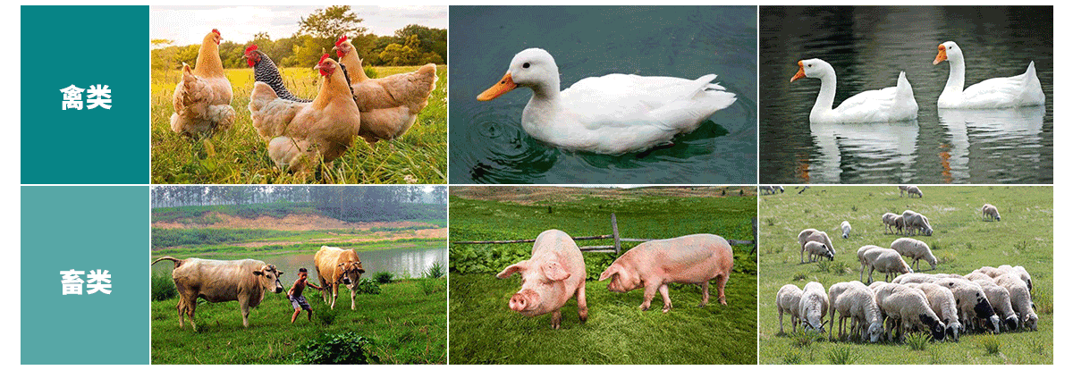 屠宰廢水處理-詳情頁(yè)_04